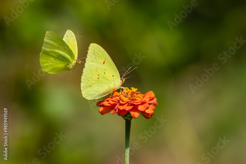 Cloudless Sulphur Butterfly feeding on a orange Zinnia flower