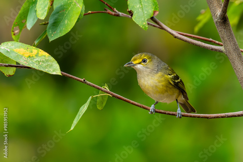 White-eyed vireo perched on a tree branch photo