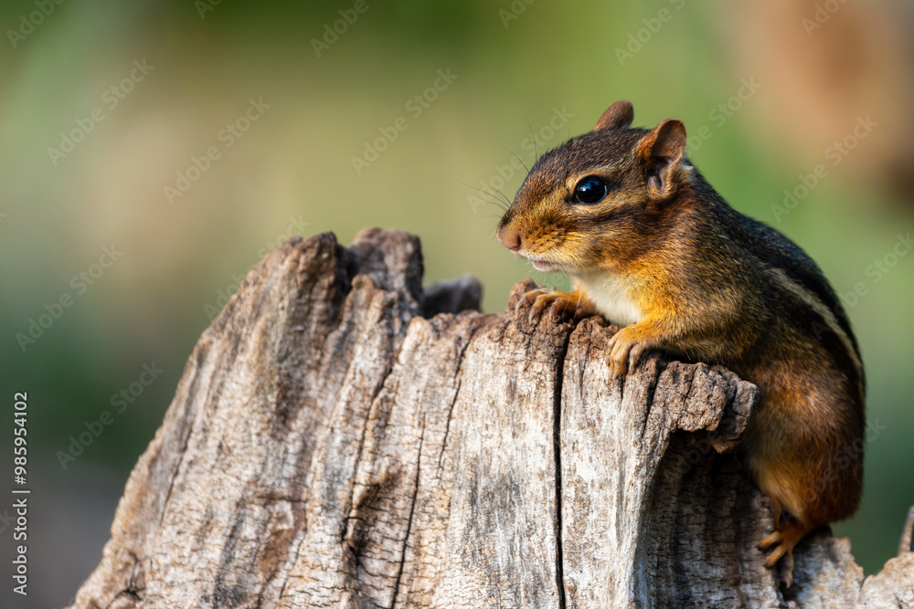 Chipmunk sitting a tree stump Chipmunk sitting a tree stump