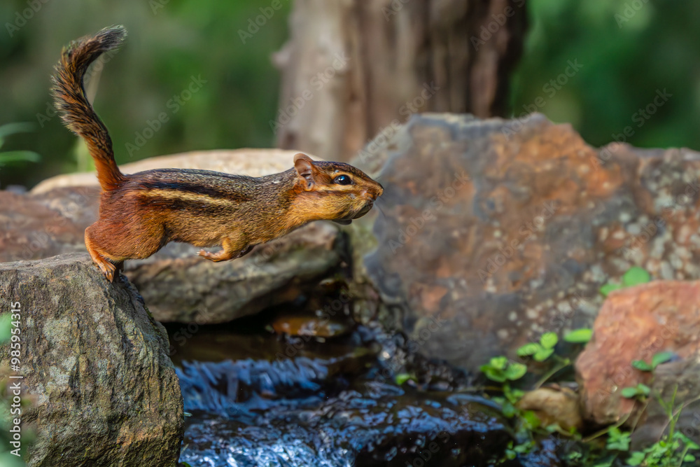 Chipmunk leaping over stream with peanut in mouth Chipmunk leaping over stream with peanut in mouth