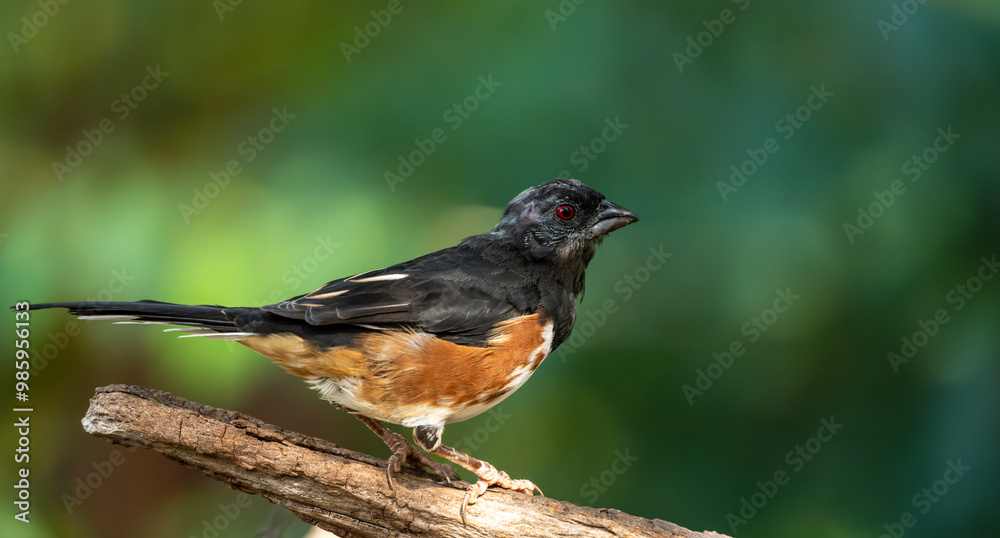 Male Eastern Towhee perched on a tree stump Male Eastern Towhee perched on a tree stump