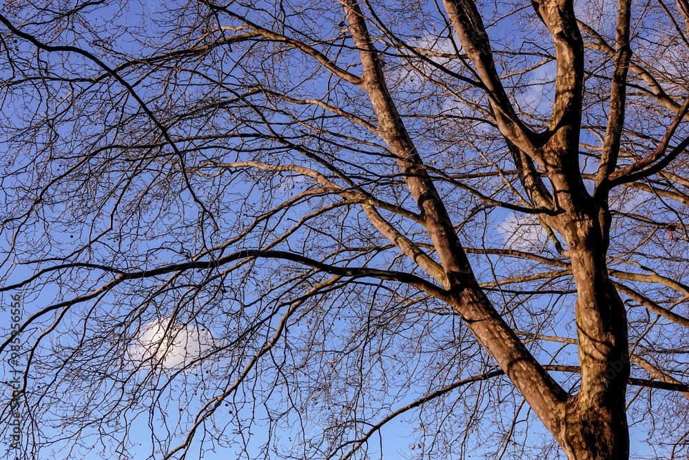 Vue sur un arbre nu en hiver par temps ensoleillé Vue sur un arbre nu en hiver par temps ensoleillé