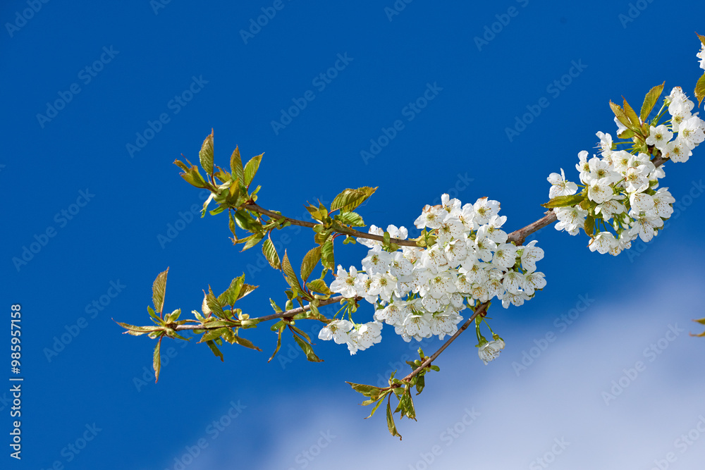 Flowers, garden and mirabelle plum as plants in bright colorful display in season, tree and nature. Sustainability, earth and texture in spring for botany, blossom and floral wallpaper as background Flowers, garden and mirabelle plum as plants in bright colorful display in season, tree and nature. Sustainability, earth and texture in spring for botany, blossom and floral wallpaper as background