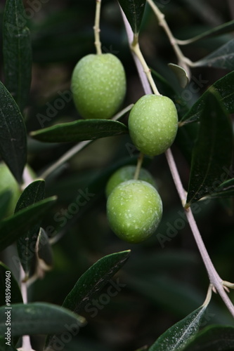 Wallpaper Mural view of an olive branch with olives at sunset Torontodigital.ca