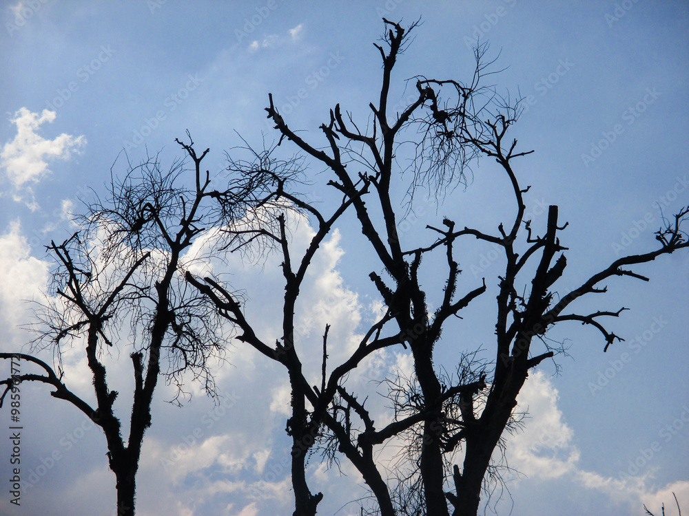 silhouette of dry tree branches against clouds background silhouette of dry tree branches against clouds background