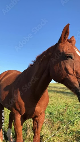 One single brown horse standing in a meadow on a pasture in the rural countryside, blue sky background, front view portrait vertical video
