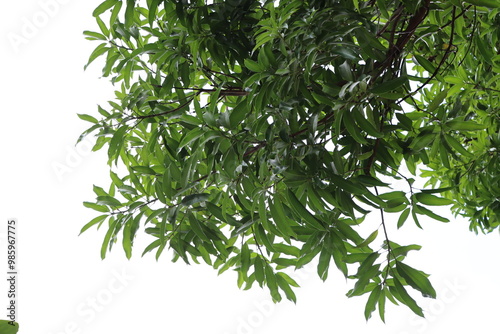 green leaves isolated on white