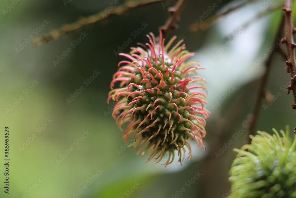 Rambutan fruit close-up with blurred background Rambutan fruit close-up with blurred background