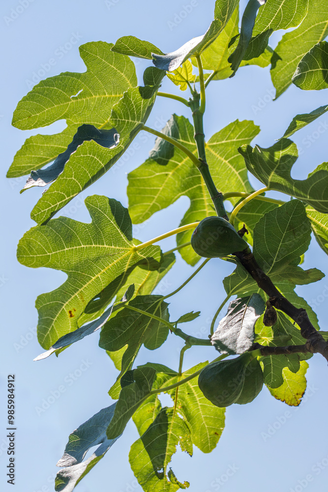 Fototapeta premium Lush fig tree with ripe fruits