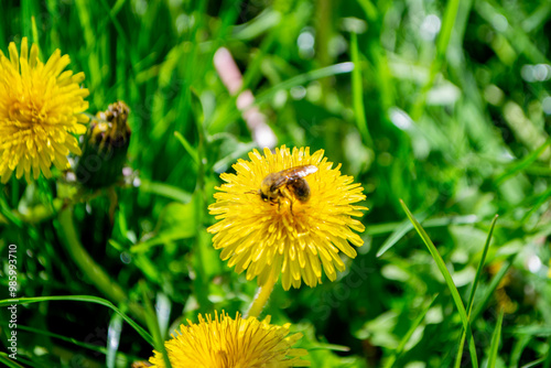 fallen petals of cherry blossom and a vivid dandelion. High quality photo