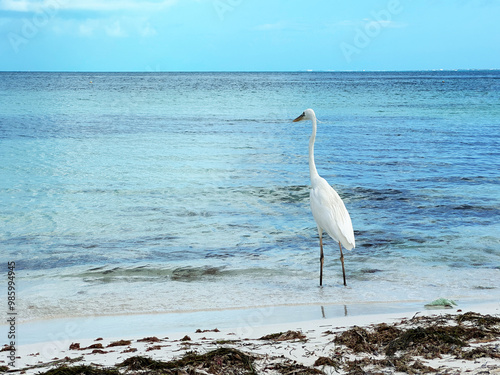 Great egret (Ardea alba), a medium-sized white heron fishing on the sea beach. White heron on the hunt photo