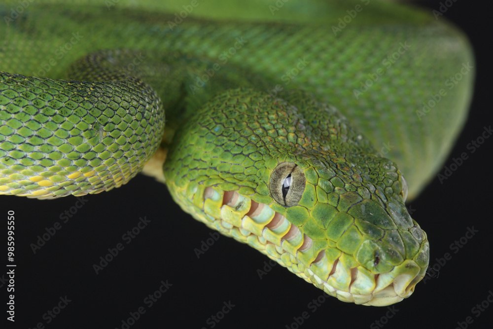 Naklejka premium Portrait of an Emerald Tree Boa 
