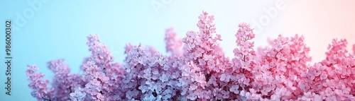 Beautiful lilac blossoms against a soft gradient background, showcasing nature's vibrant colors and delicate petals.