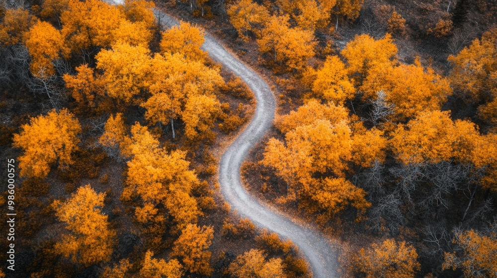 Aerial View of a Winding Road Through Autumnal Forest Aerial View of a Winding Road Through Autumnal Forest