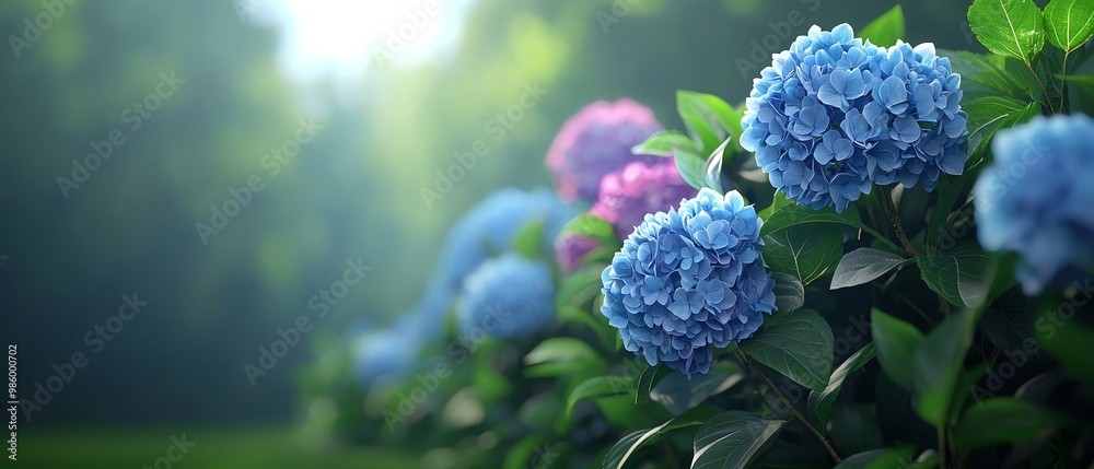 Delicate hydrangeas bloom vibrantly in a serene garden, showcasing shades of blue and pink against a lush green backdrop. Delicate hydrangeas bloom vibrantly in a serene garden, showcasing shades of blue and pink against a lush green backdrop.