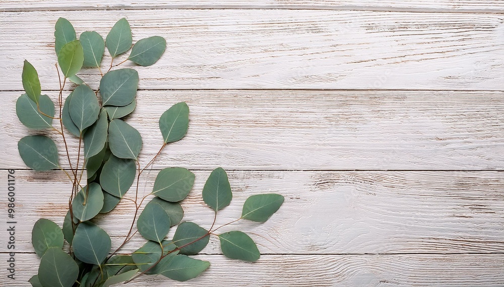 Eucalyptus branches and leaves on wooden rustic white background. Minimal background eucalyptus on white board. Flat lay, top view, copy space Eucalyptus branches and leaves on wooden rustic white background. Minimal background eucalyptus on white board. Flat lay, top view, copy space