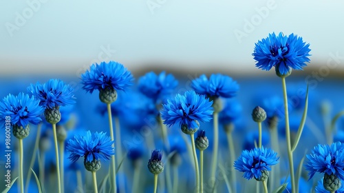 Vibrant blue flowers in full bloom, creating a stunning natural landscape under a clear sky, perfect for nature enthusiasts.