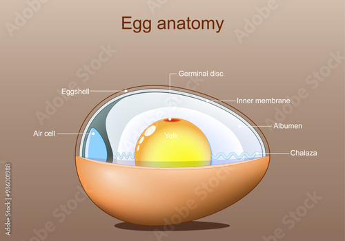 Egg anatomy. Structure of bird egg