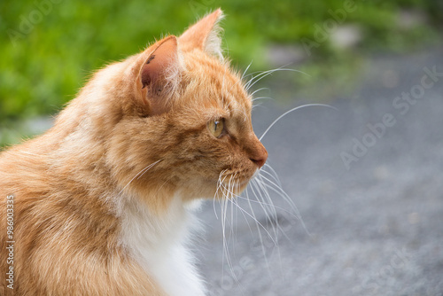 Katze Aufnahme seitlich photo