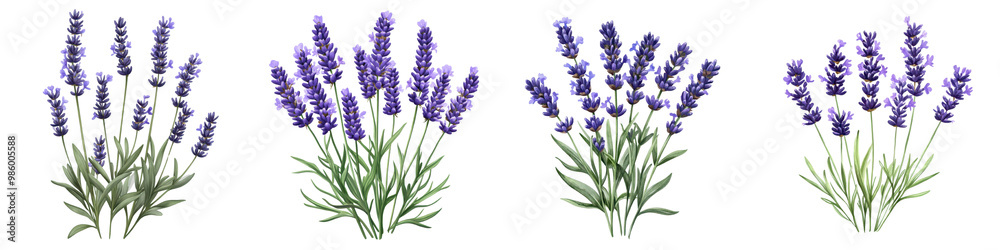Naklejka premium Vibrant Purple Lavender Flowers in Blooming Bouquets on Idyllic Summer Meadow Lavender is a beautiful fragrant plant with various medicinal and therapeutic properties commonly used in essential oils