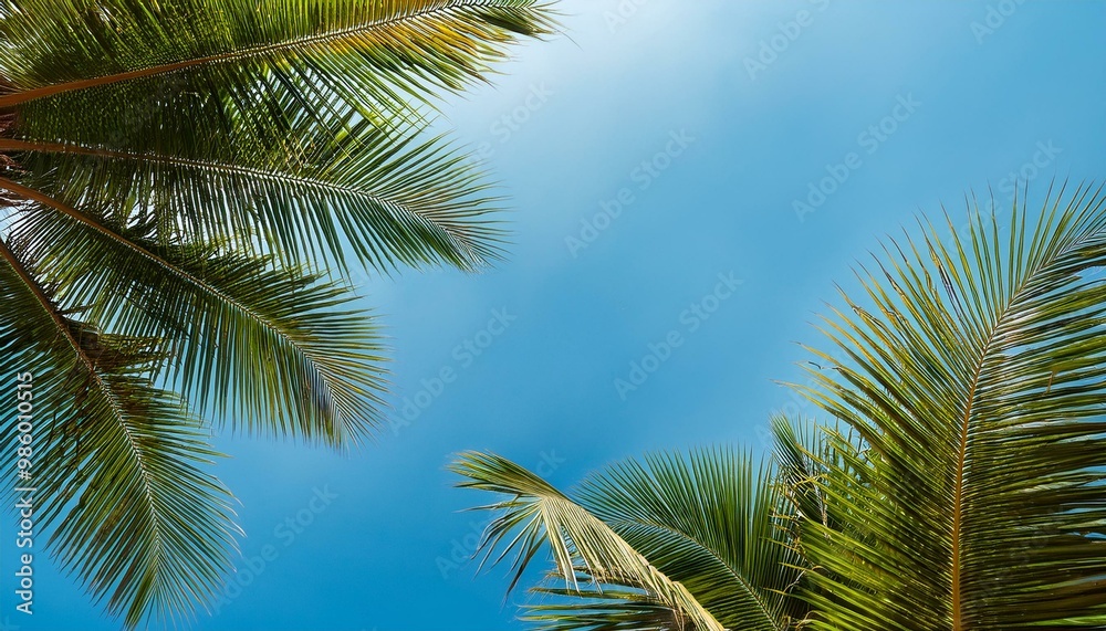 Palm leaves on a baby blue background Palm leaves on a baby blue background