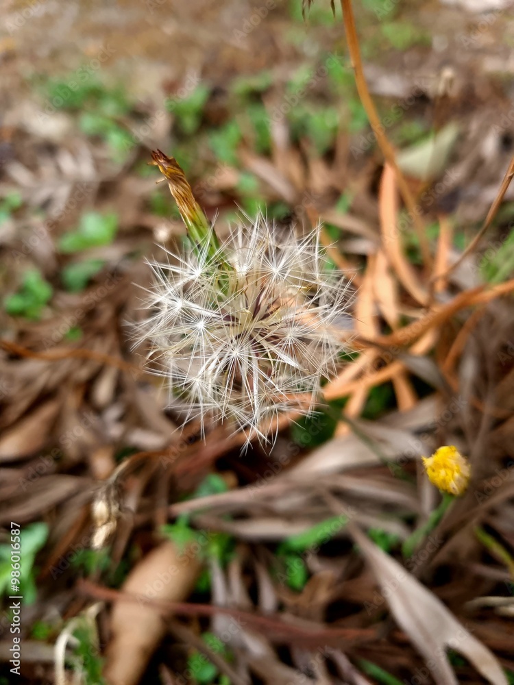 Dandelion Dandelion