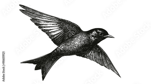 vintage illustration of black swift swallows flying in the sky with their large wings, ink line drawing in monochrome, isolated on white background photo