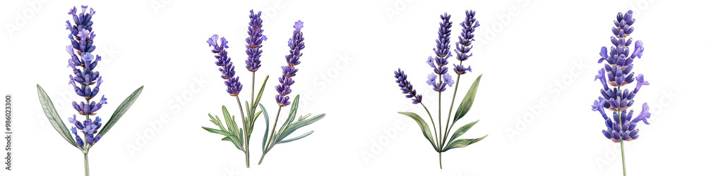 Obraz premium Vibrant Purple Lavender Flowers Blooming in Lush Garden Field Fragrant Floral Bouquet with Lush Foliage and Stems Peaceful Serene and Calming Countryside Landscape