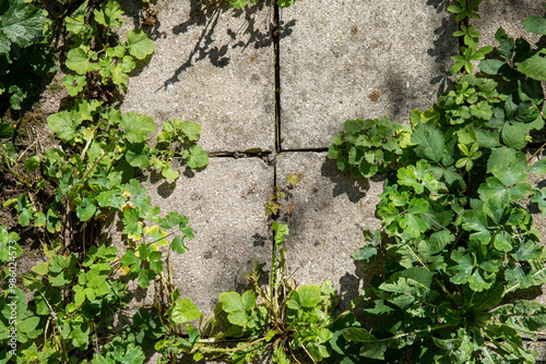 Weeds Growing Between Cobblestones in Outdoor Path – Perfect for Weed Killer or Landscaping Needs
