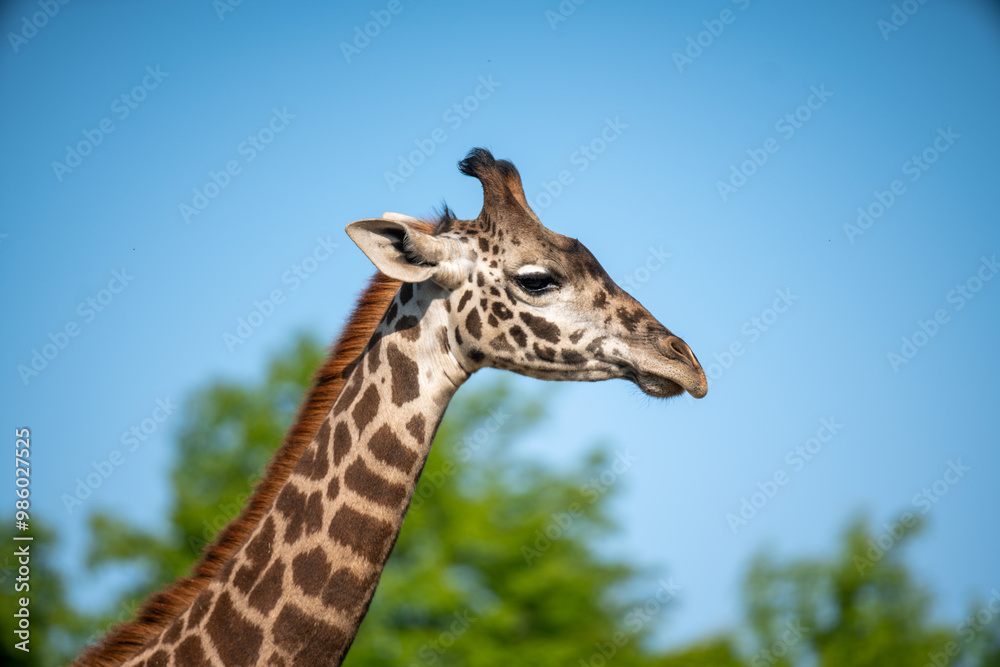 High resolution closeup image of giraffe in the zoo High resolution closeup image of giraffe in the zoo