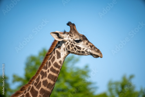 Photography High resolution closeup image of giraffe in the zoo