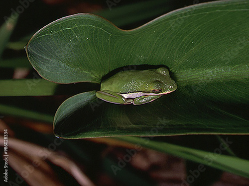 Green Tree Frog on a plant isolated on background photo