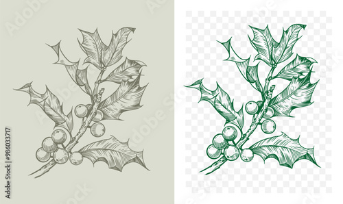 Holly, Christmas plant sketch, engraving, illustration, monochrome vector drawing