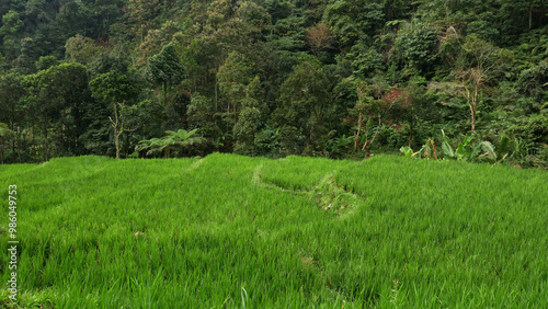 A valley of fresh green rice fields with a backdrop of a fertile tropical forest, showcasing an agrarian life in harmony with nature.