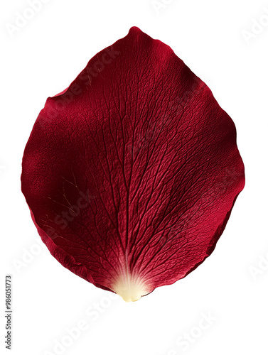 vibrant red rose petal with intricate textures and details