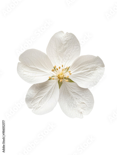 Delicate white flower with intricate petals and yellow stamens