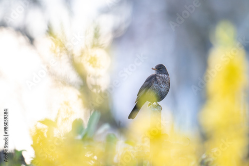 Amsel auf Zaun