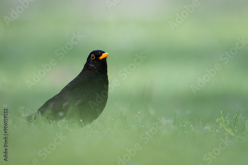 Amsel auf Wiese