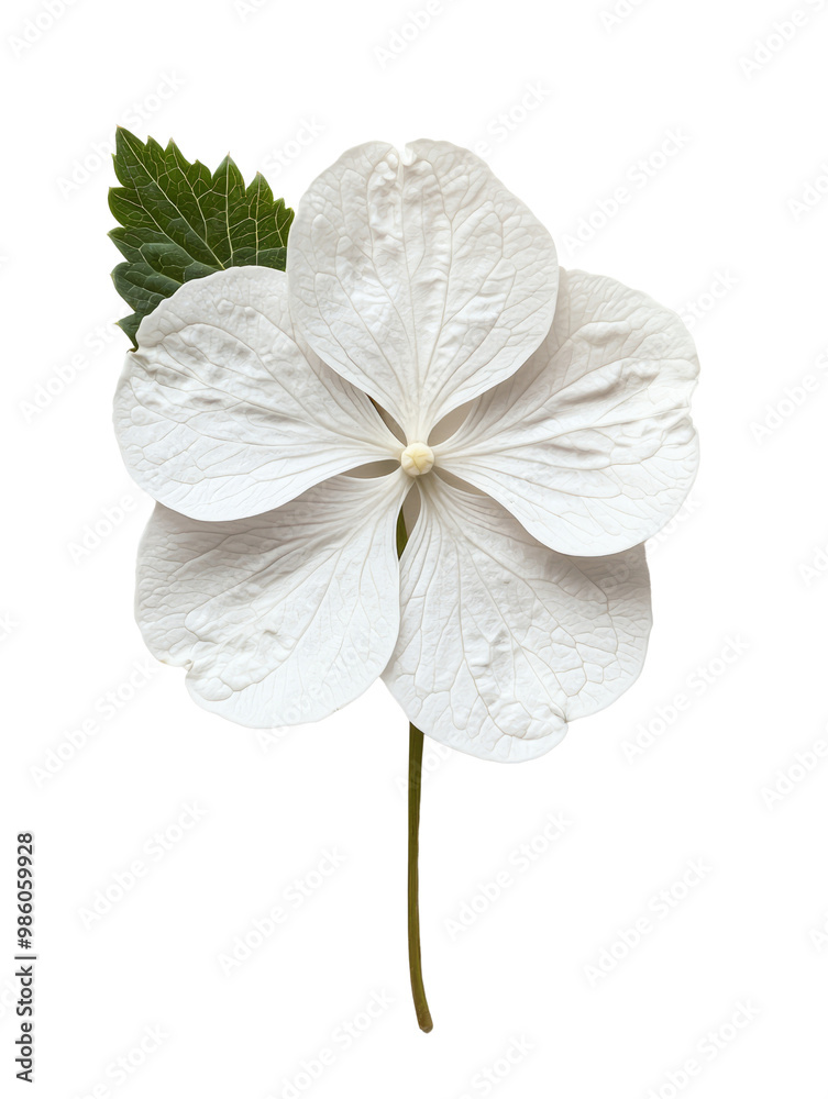 beautiful white flower with delicate petals and green leaves beautiful white flower with delicate petals and green leaves