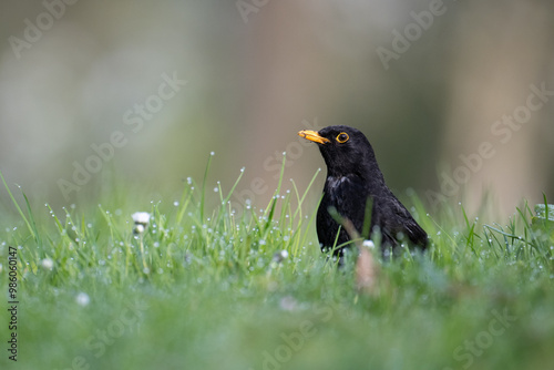 Amsel auf Wiese