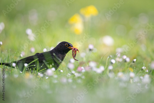 Amsel mit Regenwürmern
