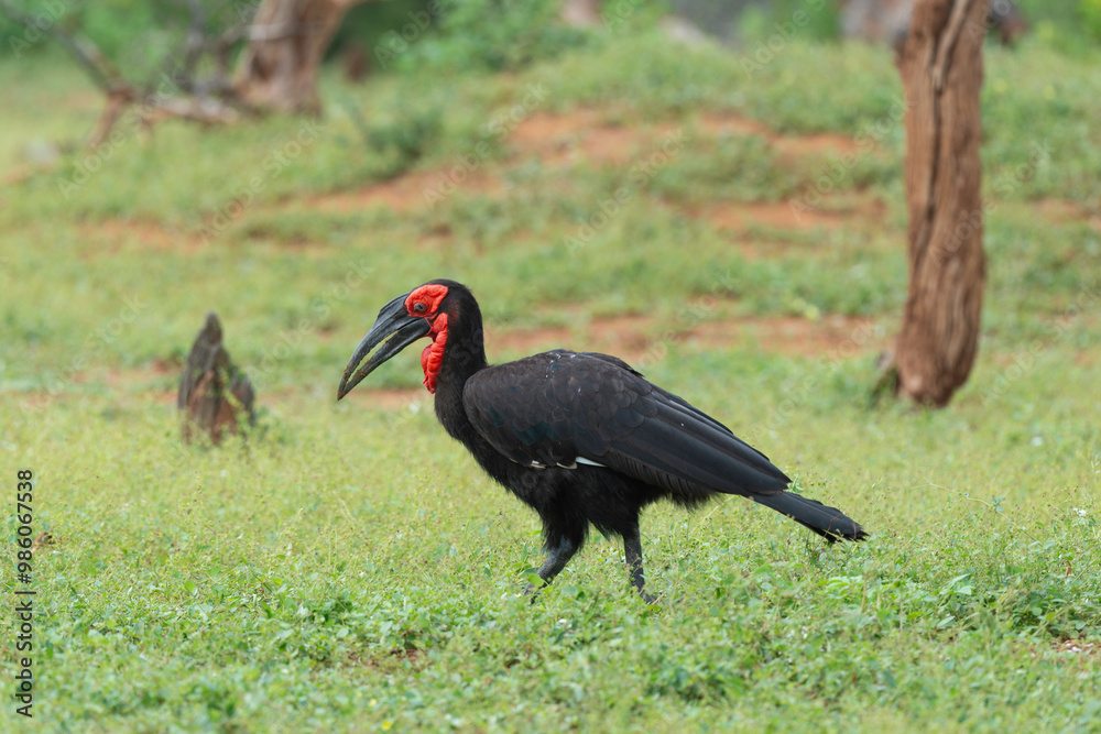 Bucorve du Sud, Grand calao terrestre, Bucorvus leadbeateri, Southern Ground Hornbill Bucorve du Sud, Grand calao terrestre, Bucorvus leadbeateri, Southern Ground Hornbill