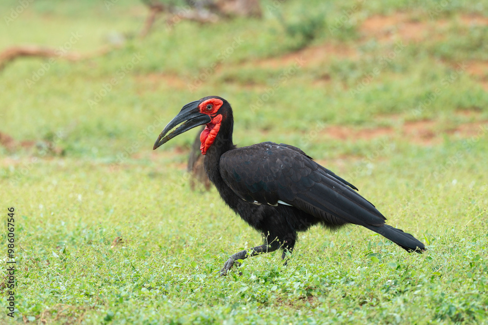 Bucorve du Sud, Grand calao terrestre, Bucorvus leadbeateri, Southern Ground Hornbill Bucorve du Sud, Grand calao terrestre, Bucorvus leadbeateri, Southern Ground Hornbill