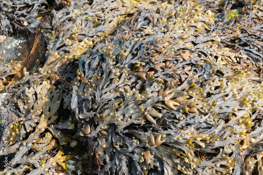 Algue, Varech visiculeux, Fucus vesiculosus Algue, Varech visiculeux, Fucus vesiculosus