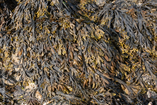 Fotografija Algue, Varech visiculeux, Fucus vesiculosus