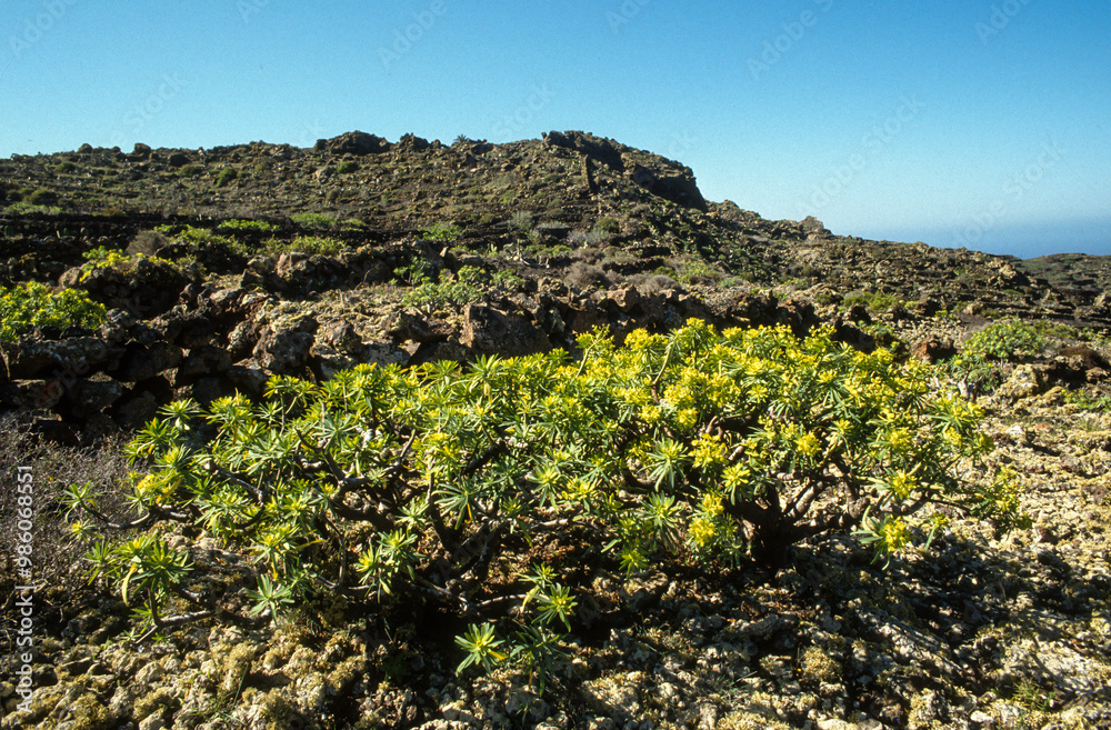 Euphorbia dendroides, Euphorbe, Volcan, Parc national du Volcan Timanfaya, Ile de Lanzarote, Iles Canaries, Espagne Euphorbia dendroides, Euphorbe, Volcan, Parc national du Volcan Timanfaya, Ile de Lanzarote, Iles Canaries, Espagne