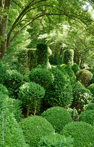 buis taillé, buxus sempervirens, pelouse, Les jardins de Séricourt, Jardin remarquable,Séricourt, Région Nord Pas de Calais, 62, Pas de Calais, France photo