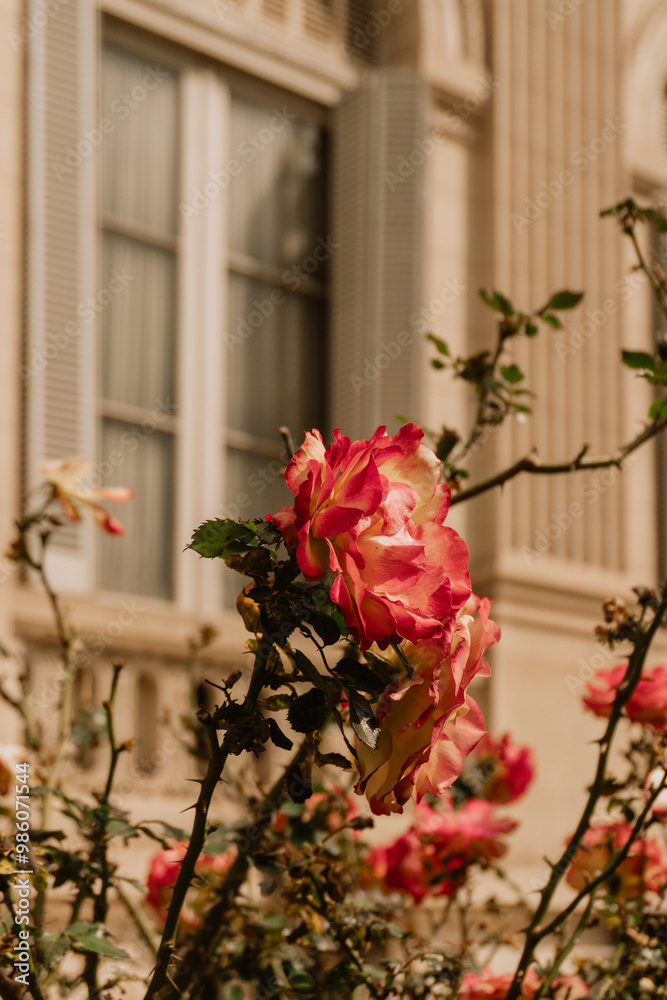 Fototapeta premium Rose