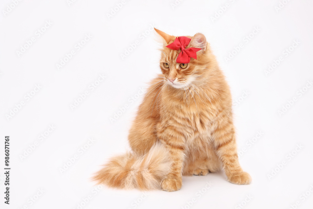 Obraz premium Fluffy ginger cat with long fur is sitting on a white background. Cat has a small red bow on its head. Its eyes are looking to the side. High-quality, clear image. Ginger girl cat. Valentines Day.