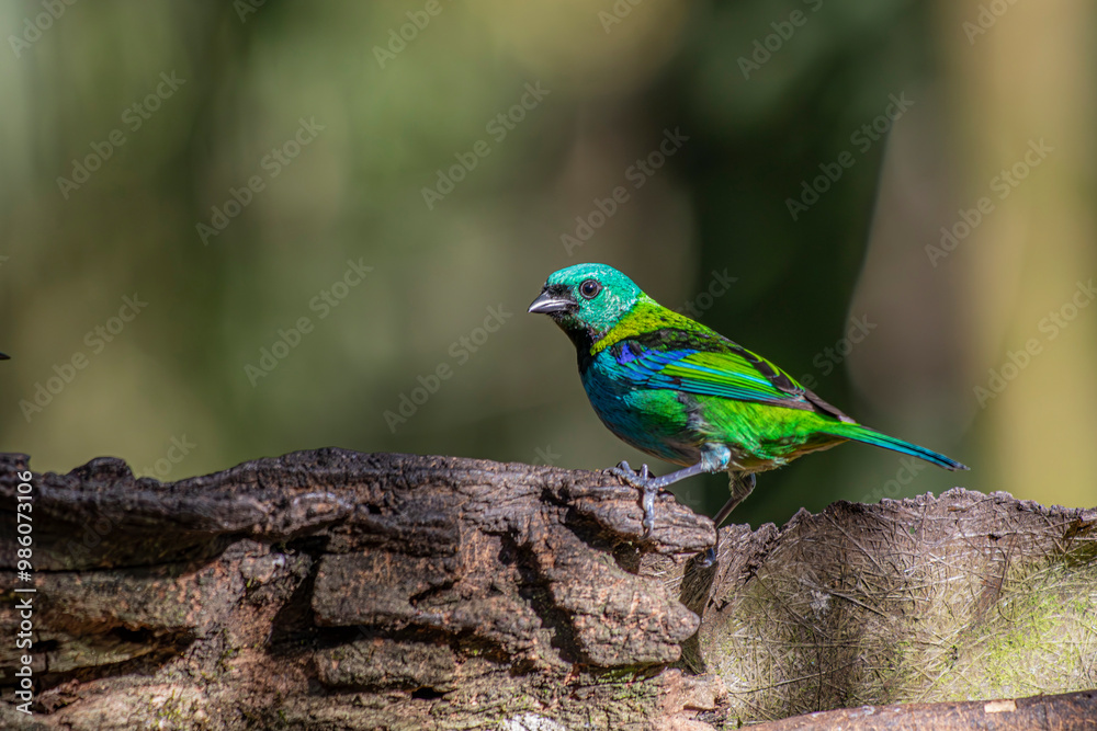 Green-headed Tanager or Saíra-Sete-Cores bird of the Atlantic Forest - South East Brazil - South America (Tangara seledon) Green-headed Tanager or Saíra-Sete-Cores bird of the Atlantic Forest - South East Brazil - South America (Tangara seledon)